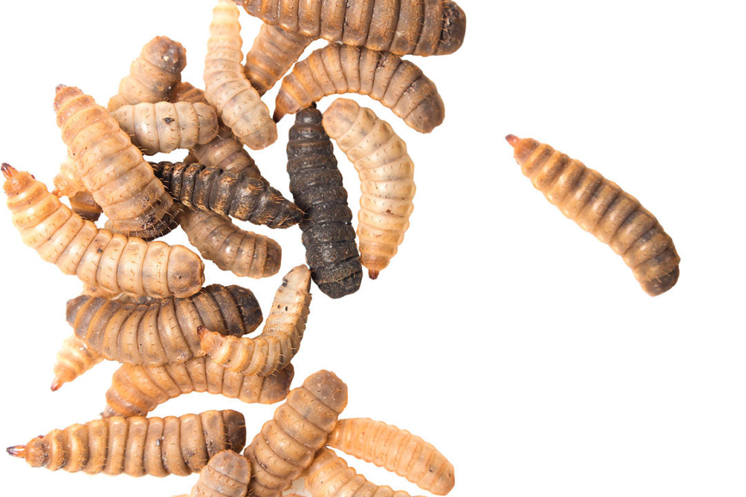 Black Soldier Fly Larvae Just Crickets