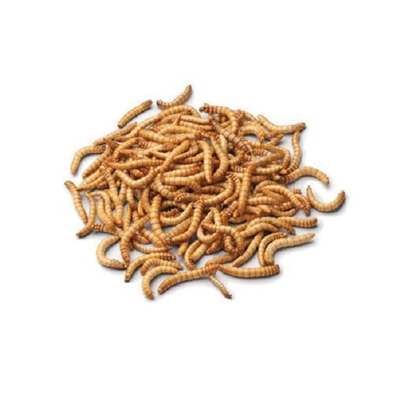 Live Mealworms Just Crickets