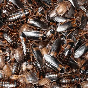 Dubia Roaches